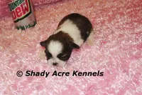 Kia-Ready 3-18, a female Shih Tzu for sale in Macon, GA – Photo 8 of 10