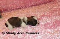 Kia-Ready 3-18, a female Shih Tzu for sale in Macon, GA – Photo 4 of 10