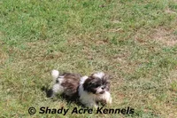 Kisses, a female Shih Tzu for sale in Macon, GA – Photo 2 of 9