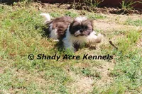 Kisses, a female Shih Tzu for sale in Macon, GA – Photo 5 of 9