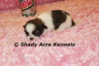 Kia-Ready 3-18, a female Shih Tzu for sale in Macon, GA – Photo 7 of 10