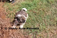 Kisses, a female Shih Tzu for sale in Macon, GA – Photo 7 of 9