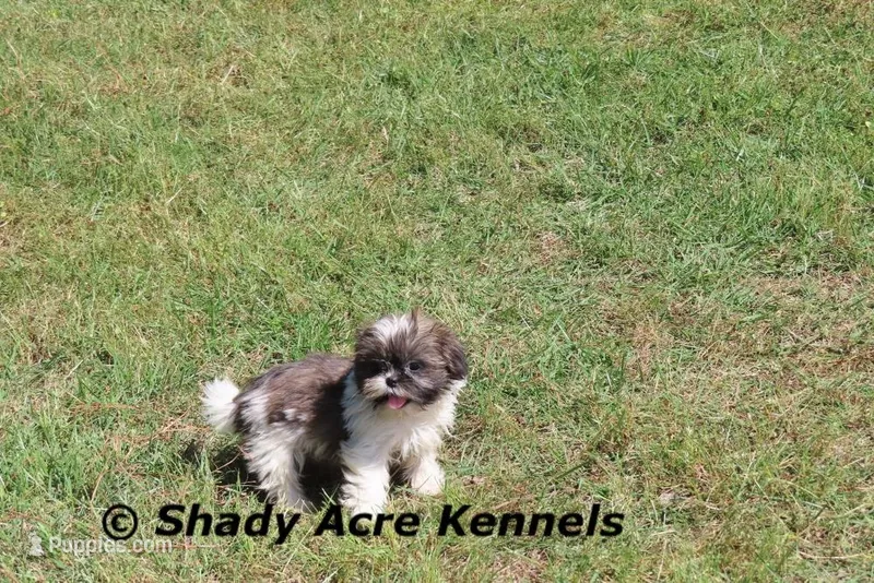 Kisses – Shih Tzu puppy for sale in Macon, GA