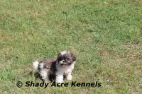 Kisses, a female Shih Tzu for sale in Macon, GA – Photo 1 of 9