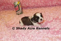 Kia-Ready 3-18, a female Shih Tzu for sale in Macon, GA – Photo 3 of 10