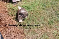 Kisses, a female Shih Tzu for sale in Macon, GA – Photo 9 of 9