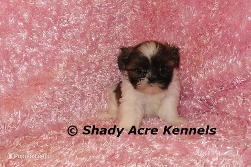 Kisses-Ready 3-18 – Shih Tzu puppy for sale in Macon, GA