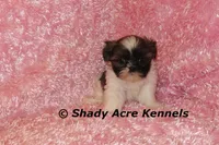 Kisses-Ready 3-18, a female Shih Tzu for sale in Macon, GA – Photo 1 of 7