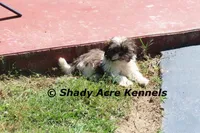 Kisses, a female Shih Tzu for sale in Macon, GA – Photo 4 of 9