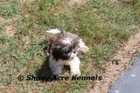 Kisses, a female Shih Tzu for sale in Macon, GA – Photo 6 of 9