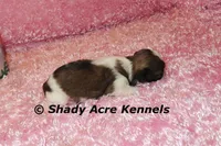 Kia-Ready 3-18, a female Shih Tzu for sale in Macon, GA – Photo 9 of 10