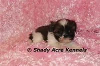 Kisses-Ready 3-18, a female Shih Tzu for sale in Macon, GA – Photo 4 of 7