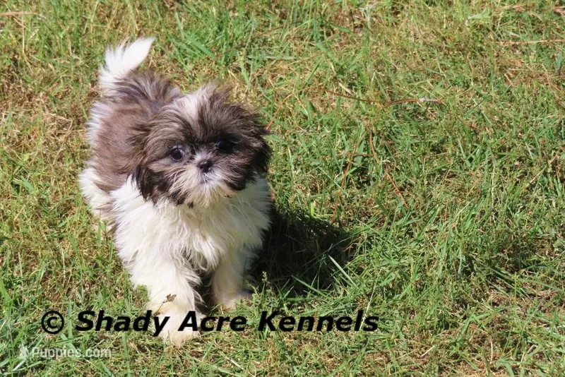 Kisses – Shih Tzu puppy for sale in Macon, GA