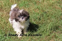 Kisses, a female Shih Tzu for sale in Macon, GA – Photo 3 of 9