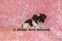 Kisses-Ready 3-18, a female Shih Tzu for sale in Macon, GA – Photo 2 of 7
