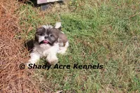 Kisses, a female Shih Tzu for sale in Macon, GA – Photo 8 of 9