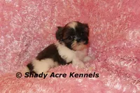 Kisses-Ready 3-18, a female Shih Tzu for sale in Macon, GA – Photo 7 of 7
