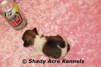 Kia-Ready 3-18, a female Shih Tzu for sale in Macon, GA – Photo 10 of 10