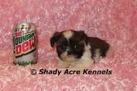 Kisses-Ready 3-18, a female Shih Tzu for sale in Macon, GA – Photo 5 of 7