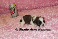 Kia-Ready 3-18, a female Shih Tzu for sale in Macon, GA – Photo 6 of 10