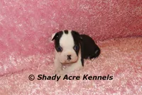 Inaja-with Haggerty Spot, a female Boston Terrier for sale in Macon, GA – 6 of 10