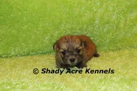 Gironimo, a male Mal Shi for sale in Macon, GA – 6 of 7