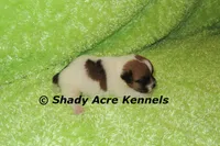 Milano, a male Jack Russell Terrier for sale in Macon, GA – 1 of 6
