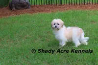 Shichon Magelan, a male Shichon for sale in Macon, GA – 6 of 9