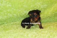 Blockjack-both parents are <5 lbs., a male Yorkshire Terrier for sale in Macon, GA – 3 of 7