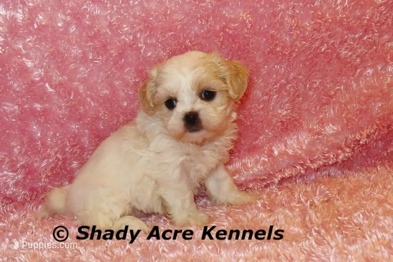 Disco – Mal Shi puppy for sale in Macon, GA