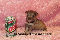 Esther, a female Miniature Schnauzer for sale in Macon, GA – 2 of 9
