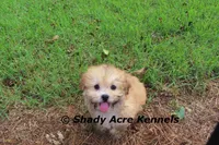 Gironimo, a male Mal Shi for sale in Macon, GA – 2 of 7