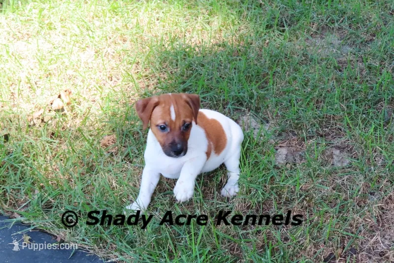 Smooth Shorty Cheff – Jack Russell Terrier puppy for sale in Macon, GA