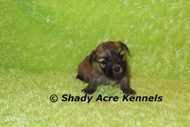 Gilvan – Mal Shi puppy for sale in Macon, GA