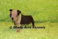 Magnet--ready to go 11-2, a male Boston Terrier for sale in Macon, GA – 1 of 7