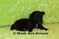 Willis, a male Shihpoo for sale in Macon, GA – 3 of 5