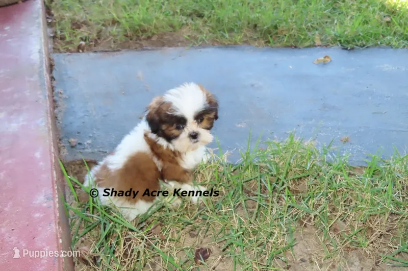 Killer – Shih Tzu puppy for sale in Macon, GA