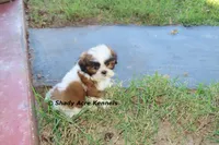 Killer--Parent pics too, a male Shih Tzu for sale in Macon, GA – 3 of 10