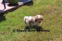 Reckford, a male Havanese for sale in Macon, GA – Photo 4 of 10