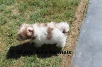 Reckford, a male Havanese for sale in Macon, GA – Photo 10 of 10
