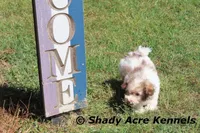 Reckford, a male Havanese for sale in Macon, GA – Photo 6 of 10