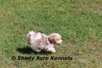 Reckford, a male Havanese for sale in Macon, GA – Photo 5 of 10