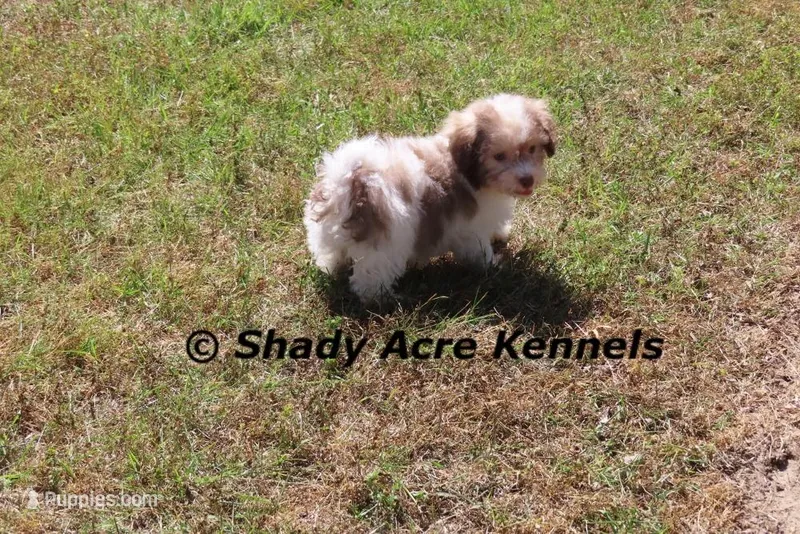 Reckford – Havanese puppy for sale in Macon, GA
