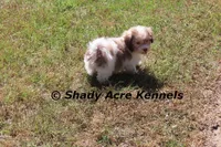 Reckford, a male Havanese for sale in Macon, GA – Photo 1 of 10