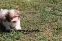 Reckford, a male Havanese for sale in Macon, GA – Photo 7 of 10