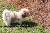 Reckford, a male Havanese for sale in Macon, GA – Photo 8 of 10