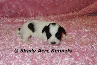 Madam, a female Shichon for sale in Macon, GA – 2 of 7