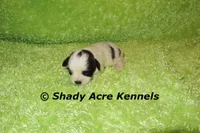 Macaroni, a male Shichon for sale in Macon, GA – 3 of 7
