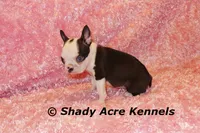 Duchess with Haggerty Spot, a female Boston Terrier for sale in Macon, GA – 6 of 6