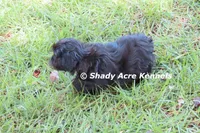 Willis, a male Shihpoo for sale in Macon, GA – 6 of 7